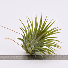 Load image into Gallery viewer, Tillandsia ionantha v. Rubra - Andy&#39;s Air Plants