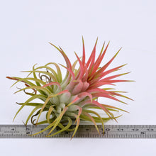 Load image into Gallery viewer, Tillandsia ionantha v. Rubra Peach - Andy&#39;s Air Plants