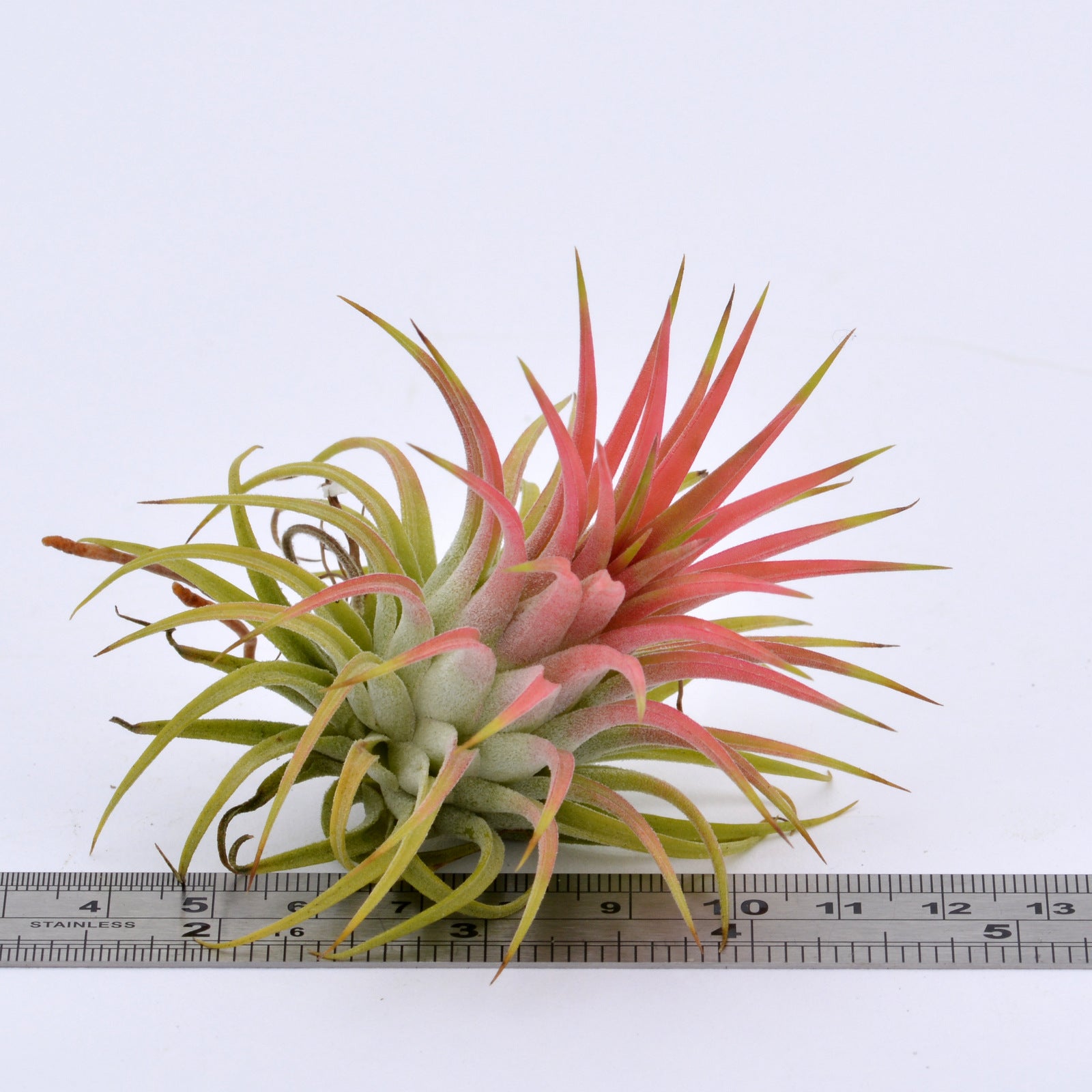iona air plant Tillandsia ionantha v. Rubra Peach