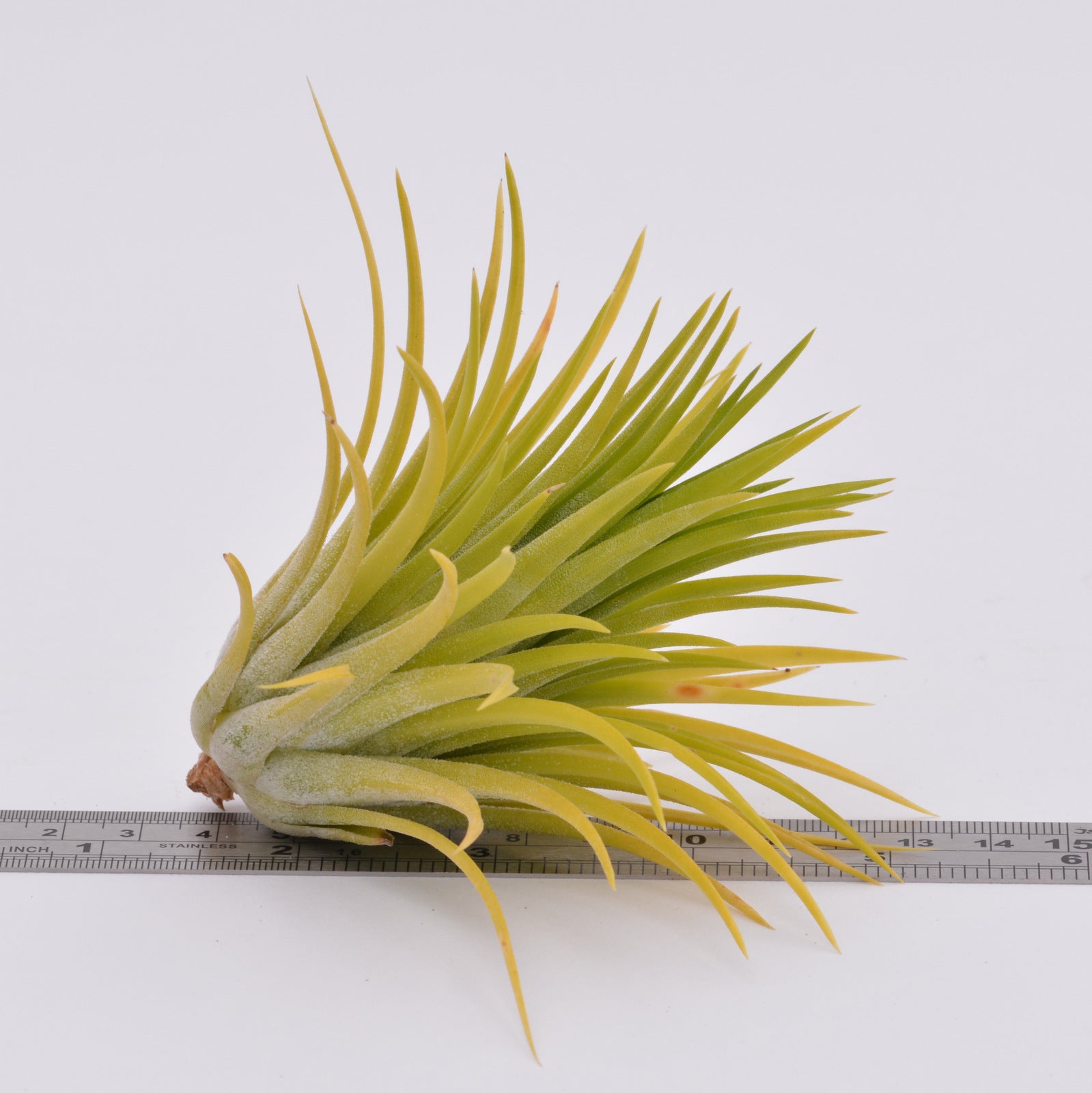 druid air plant Tillandsia ionantha 'Druid'