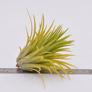 Tillandsia ionantha 'Druid' - Andy's Air Plants