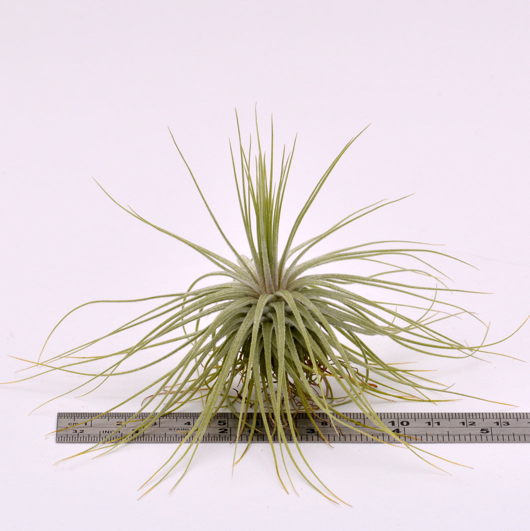 Tillandsia magnusiana - Andy's Air Plants