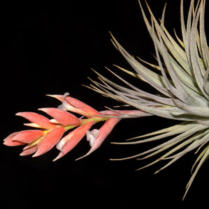 Tillandsia recurvifolia var. subsecundifolia - Andy's Air Plants