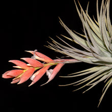 Load image into Gallery viewer, Tillandsia recurvifolia var. subsecundifolia - Andy&#39;s Air Plants