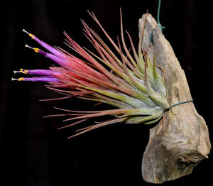 Tillandsia x kolbii Mounted on drift wood - Andy's Air Plants