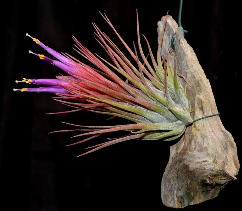 kolbii air plant Tillandsia x kolbii Mounted on drift wood