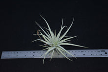 Load image into Gallery viewer, Tillandsia pohliana - Andy&#39;s Air Plants