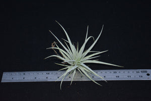 Tillandsia pohliana - Andy's Air Plants