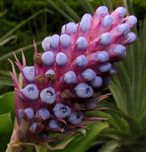 Load image into Gallery viewer, Aechmea cylindrata - Andy&#39;s Air Plants