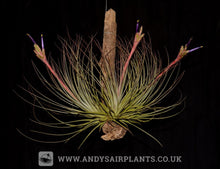Load image into Gallery viewer, Tillandsia juncea - Andy&#39;s Air Plants