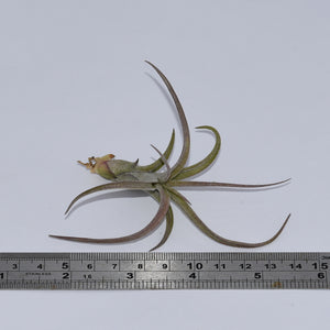 Tillandsia ionantha x pauciflora