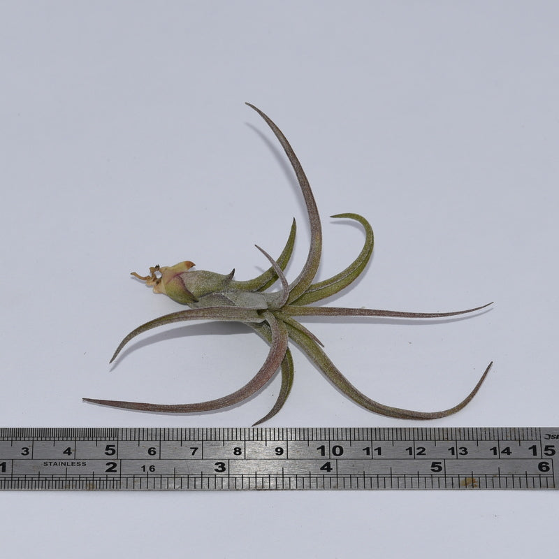 Tillandsia ionantha x pauciflora