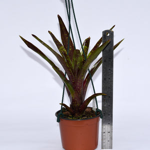 Neoregelia 'Walking Tall' x pauciflora