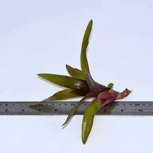 Neoregelia 'Born Of fire'