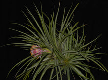 Load image into Gallery viewer, Ochagavia carnea - Andy&#39;s Air Plants