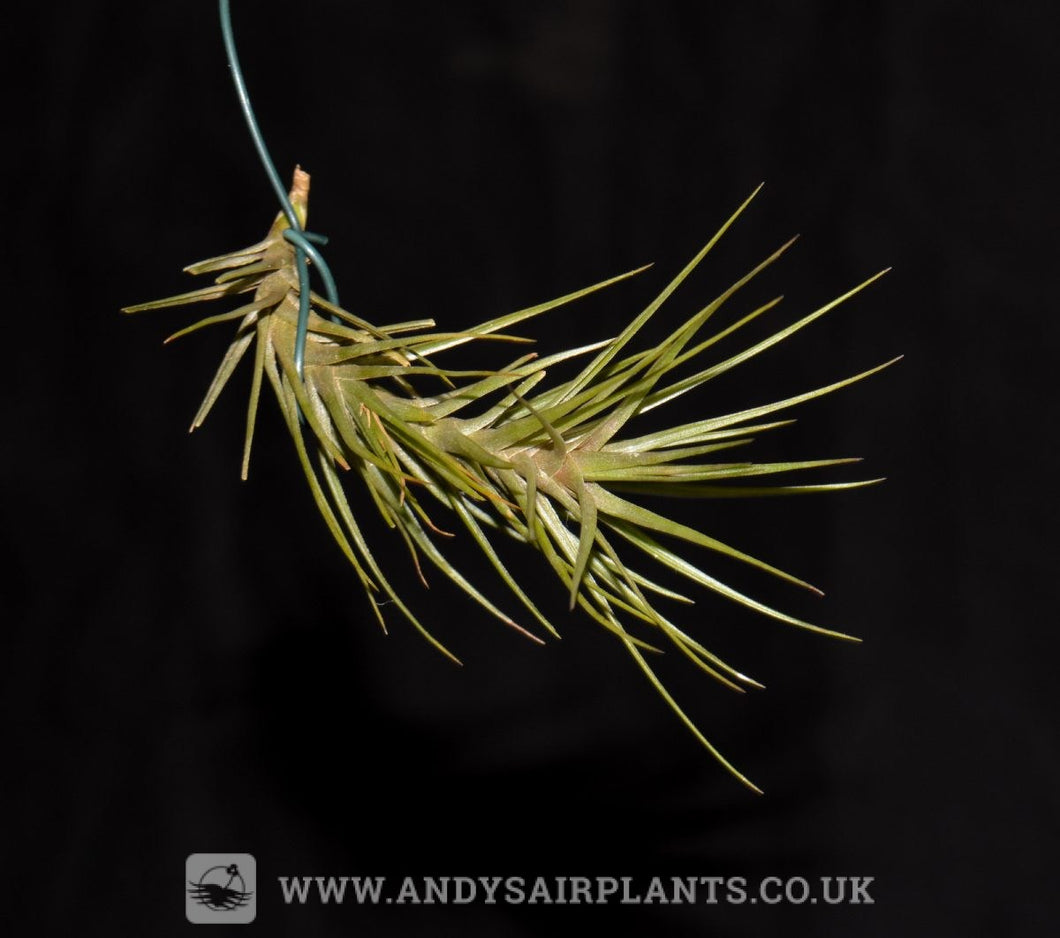 tenuifolia air plant Tillandsia tenuifolia var. minima