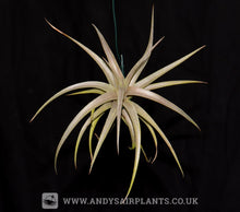 Load image into Gallery viewer, Tillandsia ixioides - Andy&#39;s Air Plants