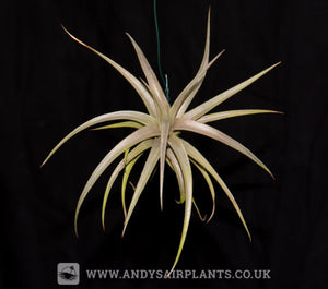 Tillandsia ixioides - Andy's Air Plants