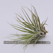 Load image into Gallery viewer, Tillandsia velickiana - Andy&#39;s Air Plants