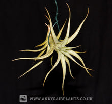 Load image into Gallery viewer, Tillandsia albida - Andy&#39;s Air Plants