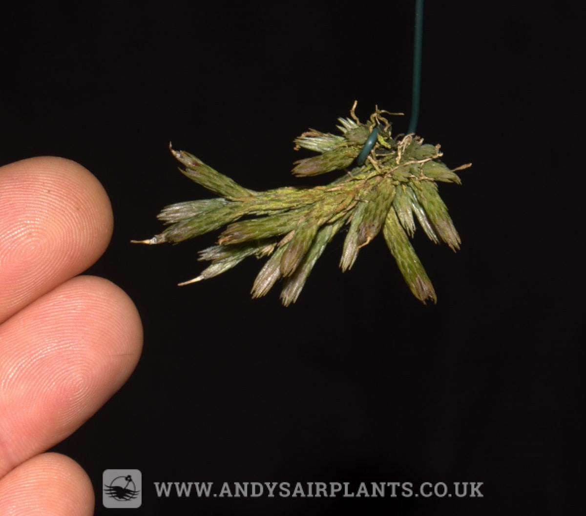 Tillandsia minutiflora