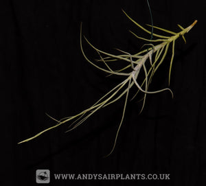 Tillandsia caerulea var. major - Andy's Air Plants
