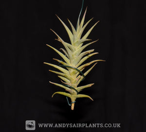 Tillandsia purpurea 'Shooting Star' - Andy's Air Plants