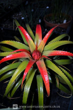 Load image into Gallery viewer, Aechmea recurvata var. nobilis Plant for Sale - Andy&#39;s Air Plants