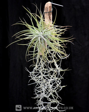 Tillandsia velickiana mounted on drift wood with Spanish Moss - Andy's Air Plants