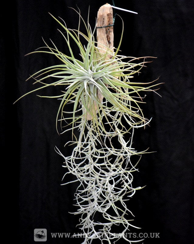 drift in air plants Tillandsia velickiana mounted on drift wood with Spanish Moss