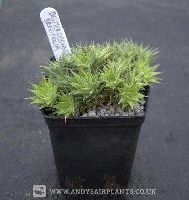 Deuterocohnia brevifolia - Andy's Air Plants