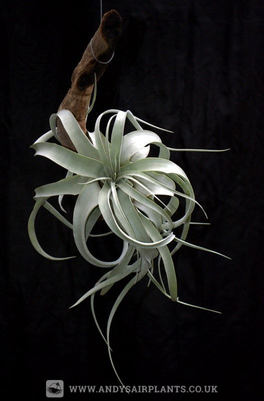 Tillandsia xerographica mounted on drift wood - Andy's Air Plants
