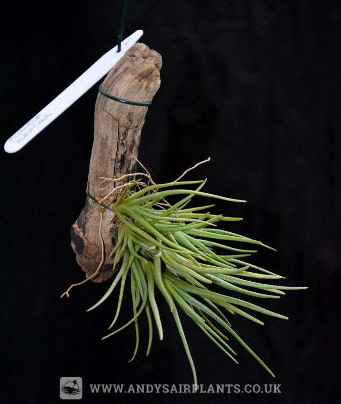 Tillandsia albertiana mounted on drift wood - Andy's Air Plants