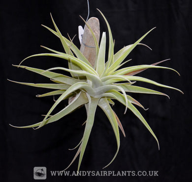 Tillandsia cacticola mounted on drift wood - Andy's Air Plants