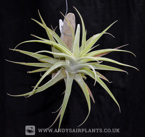 Tillandsia cacticola mounted on drift wood - Andy's Air Plants