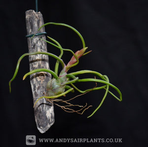 Tillandsia bulbosa on drift wood - Andy's Air Plants