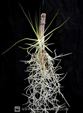 Tillandsia schiedeana on drift wood with Spanish Moss - Andy's Air Plants