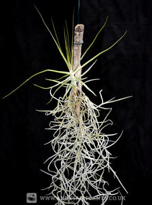 Tillandsia schiedeana on drift wood with Spanish Moss - Andy's Air Plants