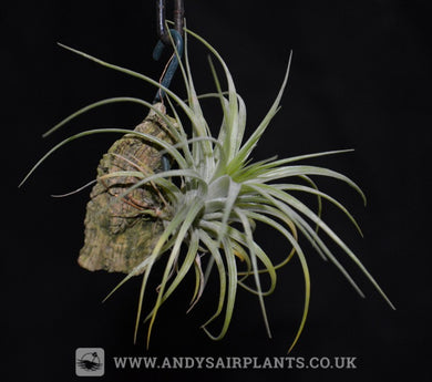 Tillandsia stricta Mounted on Drift Wood - Andy's Air Plants