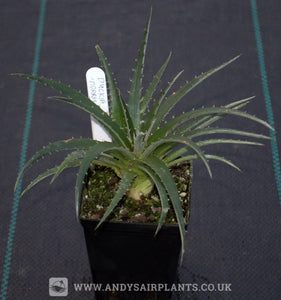 Dyckia 'Morris Hobbs' - Andy's Air Plants