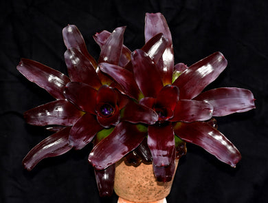 Neoregelia 'Andy Anne'