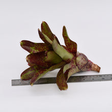 Load image into Gallery viewer, Neoregelia &#39;Walking Tall&#39;