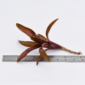 Neoregelia 'Chinese Lacquer'