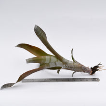 Load image into Gallery viewer, Billbergia &#39;Charles Webb&#39;