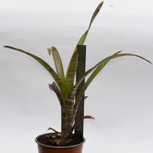 Aechmea dealbata