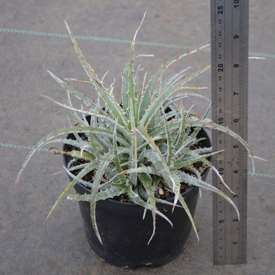 Hechtia texensis - Andy's Air Plants