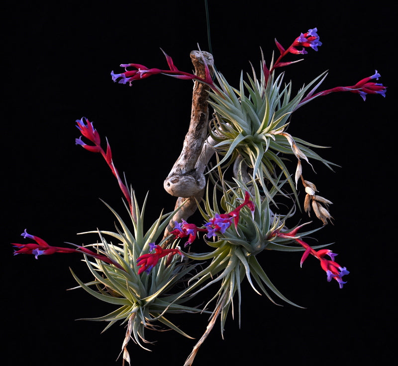 leonamiana air plant Tillandsia leonamiana