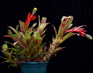 Aechmea nudicaulis 'Rubra'