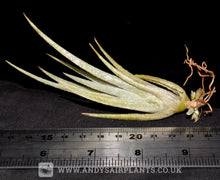 Load image into Gallery viewer, Tillandsia pueblensis - Andy&#39;s Air Plants