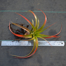 Load image into Gallery viewer, Aechmea recurvata &#39;Paraguay&#39;